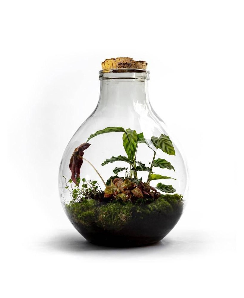 EcocorkXL Botanisch - ↕47cm / ⌀32cm - Growing Concept