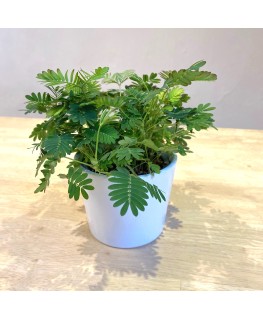 Plant Mimosa Pudico in...