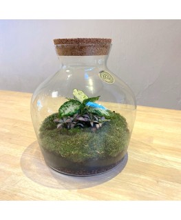 Plantenbiotoop in glas met...