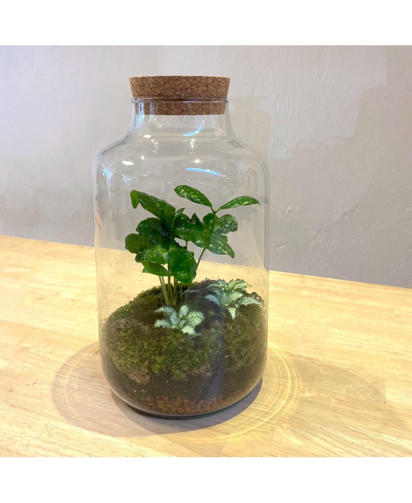 Plantenbiotoop in glazen vaas met kurk - Meneertje Haas