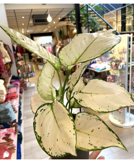 Aglao white Joy - Plant