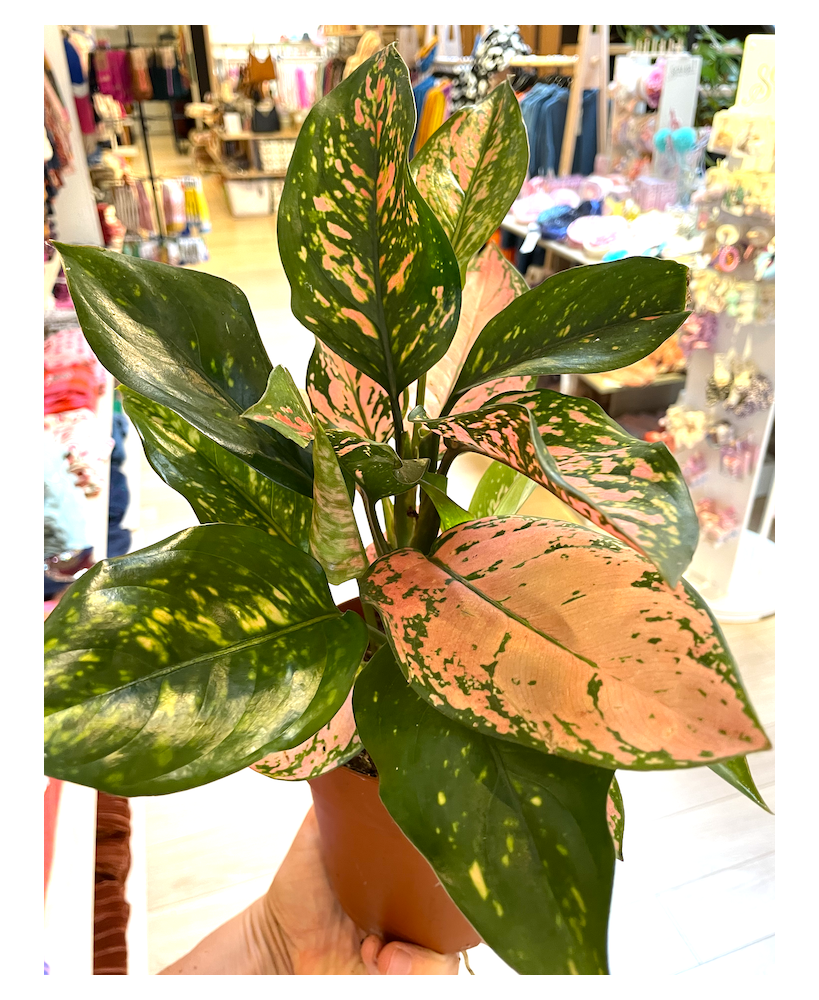 Aglaonema Lady Valentine - Plant