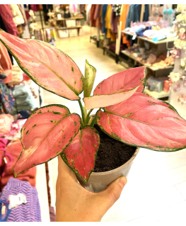 Aglaonema pink star - Plant