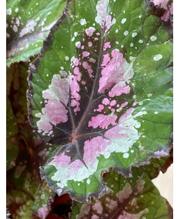 Begonia blad beleer maori haze - Plant