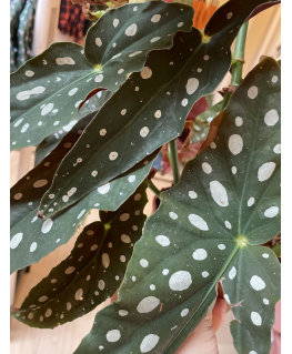 Begonia Maculata stippen - Plant