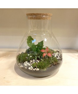 Plantenbiotoop in glas...