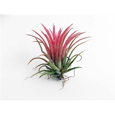 Luchtplant Ionantha Red
